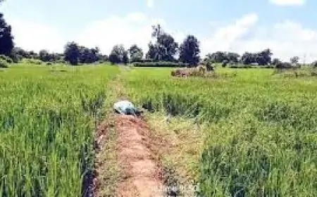 Jharkhand Incident: खेत की मेढ़ पर मिला युवक का शव, गांव में मचा हड़कंप