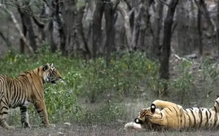 Ghatshila Tiger Movement: जंगल में दिखा बाघ, वन विभाग की टीम ने बढ़ाई निगरानी