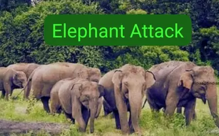 Bokaro Jungli Hathi Hamla Death: महिला की मौत, ग्रामीणों में दहशत क्यों बढ़ रही है?