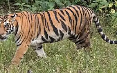 Ghatsila Scare: युवक के सामने बाघ, जंगल में मच गया हड़कंप!