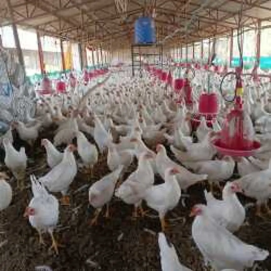 Chicken Farm Theft: मुर्गा फार्म में चोरी का खुलासा, आठ दिनों में पुलिस ने किया पर्दाफाश!