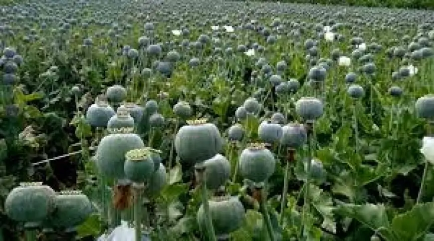 Opium Destruction: चौपारण में ग्रामीणों ने 3 एकड़ में लगी अफीम की खेती को नष्ट किया