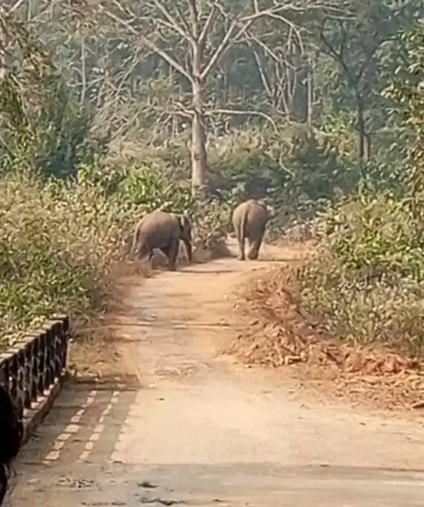 Jamshedpur Elephant Terror: क्या हाथियों के इस उत्पात से गांव वाले रह पाएंगे सुरक्षित?