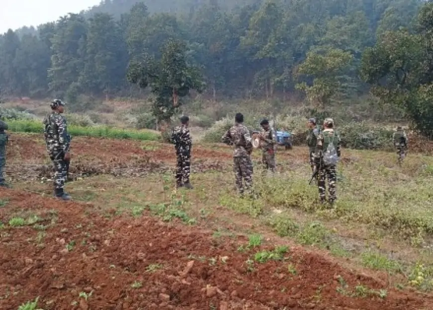 Saraikela Crackdown: Illegal Farming के खिलाफ पुलिस का बड़ा अभियान, 21.5 एकड़ में फैली अफीम की खेती नष्ट