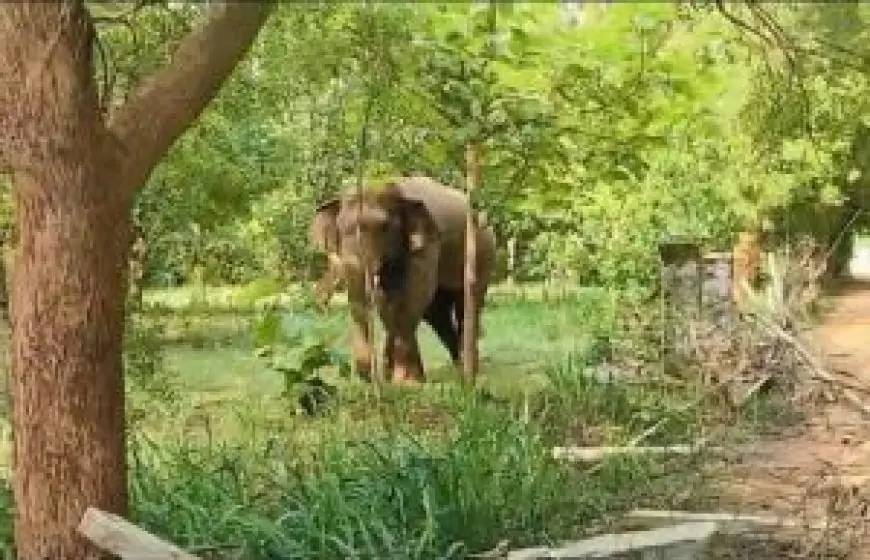 Chakulia Wild Elephants : हाथियों का उत्पात बढ़ा, गौशाला और फैक्ट्री में भारी नुकसान!