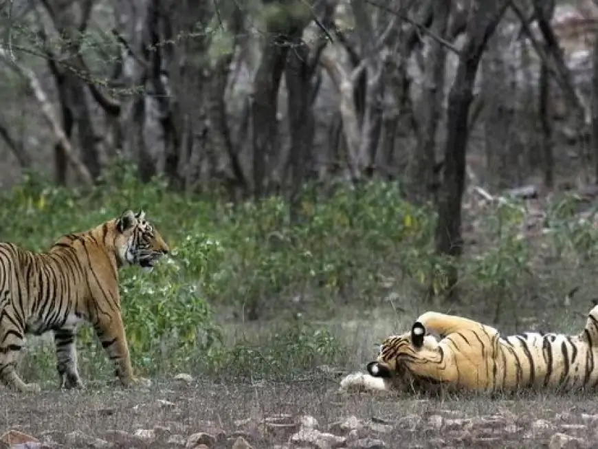 Ghatshila Tiger Movement: जंगल में दिखा बाघ, वन विभाग की टीम ने बढ़ाई निगरानी