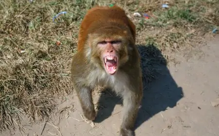 Dhanbad Monkey Attack : वासेपुर में बंदर का आतंक, 7 लोग घायल, दहशत में बच्चे!