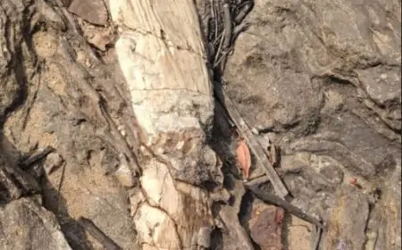 Pakur Discovery: 140 मिलियन साल पुराना जीवाश्म मिला, वैज्ञानिक बोले – डायनासोर काल से भी पुराना रहस्य!