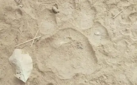 Bodam Tiger Alert: जंगल में बाघ के पंजे देख दहशत, ग्रामीणों ने उठाए सुरक्षा के उपाय!