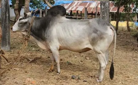 Gandey Police Case: गांडेय में बैल चोरी के संदेह में ग्रामीणों ने युवक को बनाया बंधक, पुलिस ने शुरू की जांच