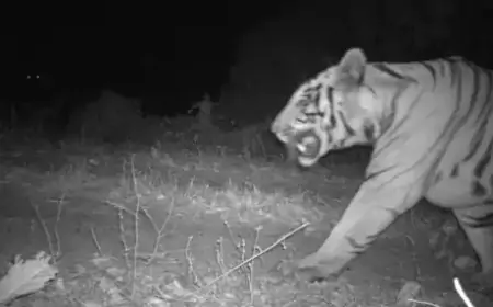 Jamshedpur Tiger Alert : दलमा में बाघ की वापसी! ट्रैप कैमरे में कैद हुई सनसनीखेज तस्वीरें!