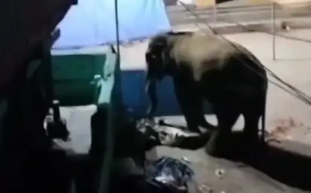 Chandil Elephant Attack: गजराज ने किया शहर में कोहराम, मंदिर से घर तक मचाया तांडव!