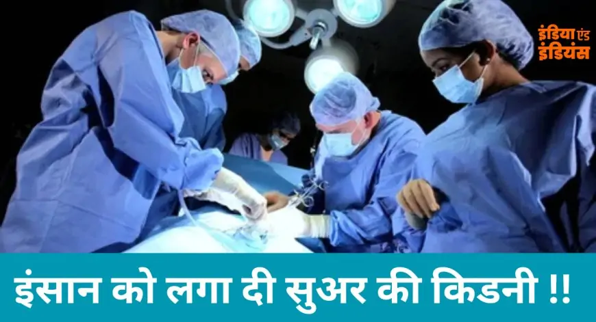 Pig Kidney Transplant: मेडिकल साइंस ने रचा इतिहास, इंसान को लगा दी सुअर की किडनी, सफल ऑपरेशन के बाद घर लौटा मरीज!