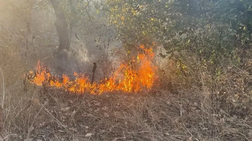 Chakulia Fire: जंगलों में आग का कहर, काजू के पेड़ झुलसे, बढ़ सकता है नुकसान