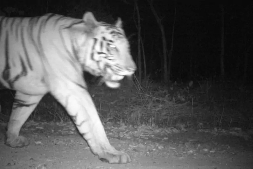 Jamshedpur Tiger Alert: दलमा में बाघ की वापसी! पहली बार कैमरे में कैद हुआ खूंखार शिकारी