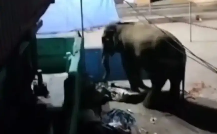 Chandil Elephant Attack: गजराज ने किया शहर में कोहराम, मंदिर से घर तक मचाया तांडव!