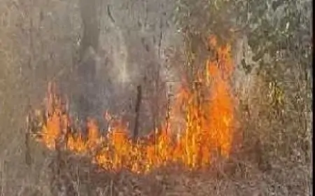 Jharkhand Wildfire: जंगल में भयानक आग, राख में बदल रहे लाखों पेड़!