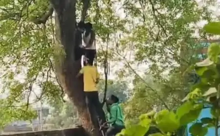 Adityapur Suspense: पेड़ से लटका मिला युवक का शव, हत्या या आत्महत्या?