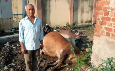 Electricity Negligence: ट्रांसफार्मर ब्लास्ट से करंट की चपेट में आईं दो गायें, मौके पर मौत, बिजली विभाग पर बड़ा आरोप!