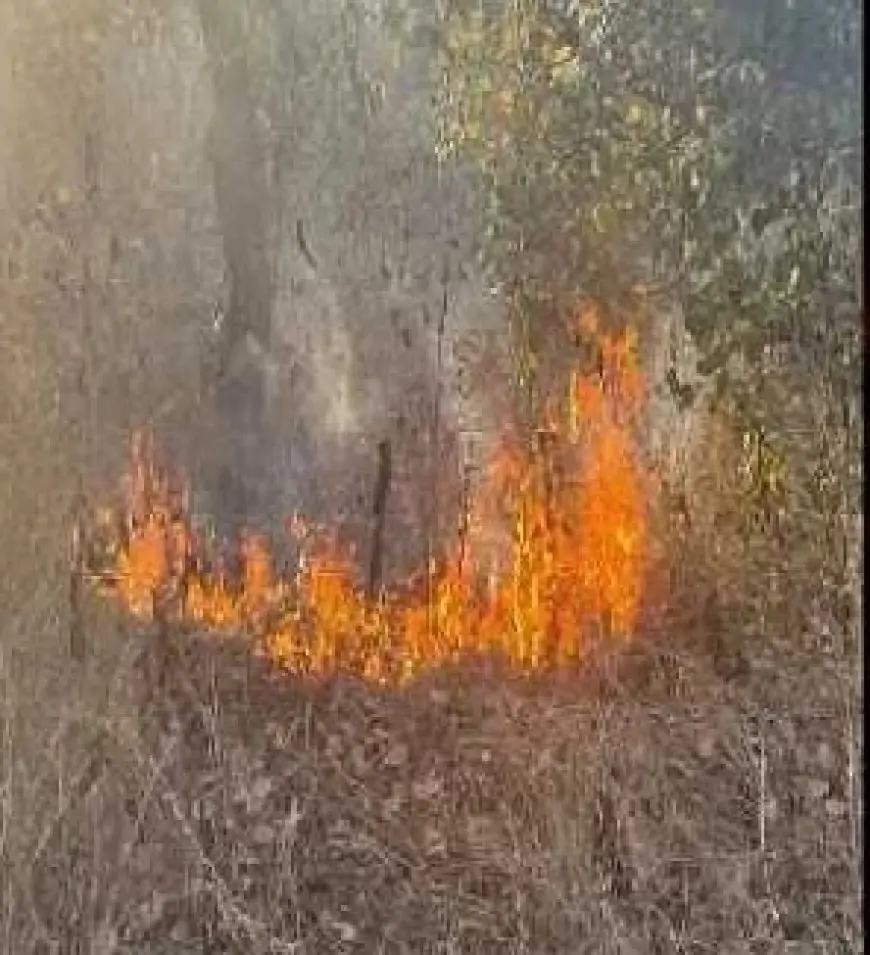 Jharkhand Wildfire: जंगल में भयानक आग, राख में बदल रहे लाखों पेड़!