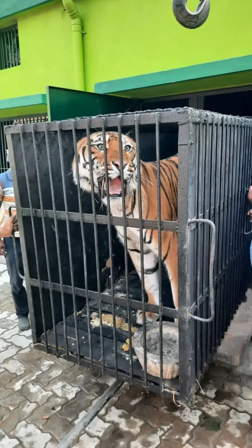 Jamshedpur Arrival: टाटा ज़ू में पहुंचे रॉयल बंगाल टाइगर, सफेद शावकों की उम्मीद!