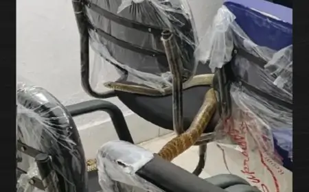 West Singhbhum Snake Scare: सरकारी दफ्तर बना साँपों का अड्डा, अफसरों ने जताई गहरी चिंता