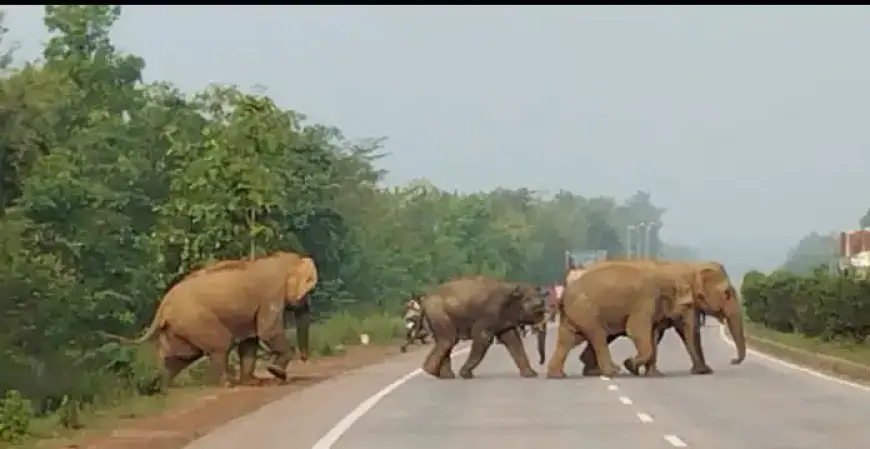 Jharkhand elephant : हाथियों का दल फसलों पर बना खतरा, किसान डरे-सहमे!