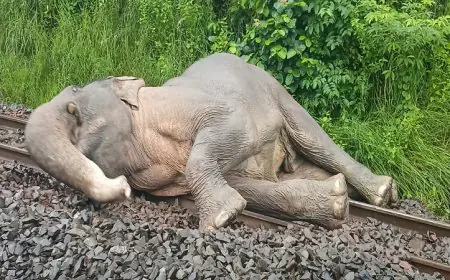 Chakradharpur Elephant Accident :  चक्रधरपुर रेल मंडल में ट्रेन दुर्घटना में हाथी घायल, हावड़ा-मुंबई रेलमार्ग प्रभावित