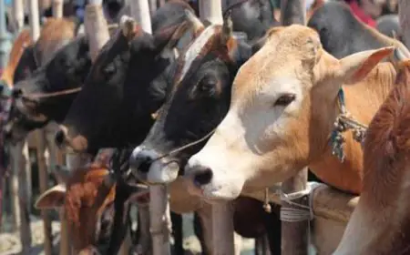 Garhwa Cattle Smuggling : गढ़वा में 500 से अधिक गोवंशीय पशु बरामद, कार्यकर्ताओं से झड़प में एक युवक गिरफ्तार