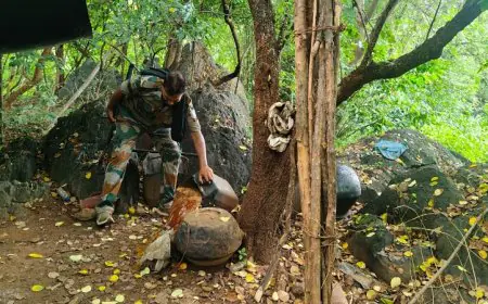Saraikela Anti Liquor Drive : सरायकेला में अवैध शराब के खिलाफ बड़ी कार्रवाई: दुर्गापूजा से पहले 9 भट्टियाँ ध्वस्त, 890 किलो महुआ नष्ट