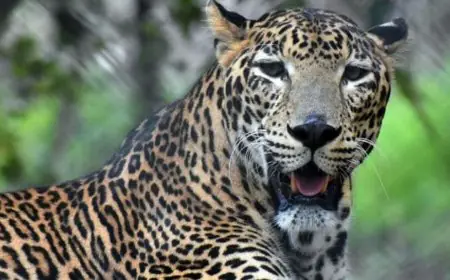 Ranchi Leopard : सीसीटीवी में तेंदुआ कैद, पूरे शहर में फैली दहशत – प्रशासन हाई अलर्ट पर