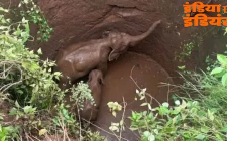 Ramgarh Rescue: कुएं में फंसी हथिनी और उसका बच्चा, 10 साल पुरानी दर्दनाक यादें ताज़ा
