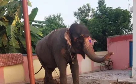 Palamu Recovery: 40 लाख की हथिनी जयमति की रहस्यमयी चोरी और बरामदगी की पूरी कहानी