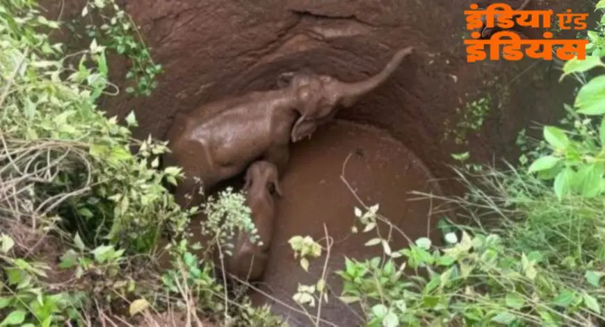 Ramgarh Rescue: कुएं में फंसी हथिनी और उसका बच्चा, 10 साल पुरानी दर्दनाक यादें ताज़ा