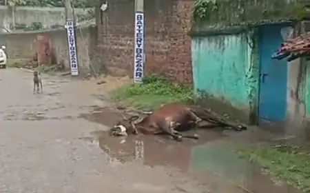 Kapali Shock: सड़क पर टूटकर गिरा जर्जर बिजली का तार! करंट की चपेट में आने से गायों की मौत, बाल-बाल बचे लोग, बिजली विभाग की लापरवाही पर फूटा गुस्सा