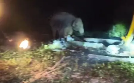 Hazaribagh Rescue: हजारीबाग में रात भर चला महाबचाव अभियान, हाथियों के झुंड के सामने पोकलेन से तोड़ा गया कुआं, कुएं में गिरा हाथी का बच्चा 7 घंटे बाद सुरक्षित निकाला गया ।