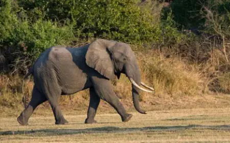 Jagannathpur Elephant Attack : हाथी ने उठाकर पटका! जगन्नाथपुर में जंगली हाथी ने 32 वर्षीय युवक की जान ली, गांव में फैली दहशत!