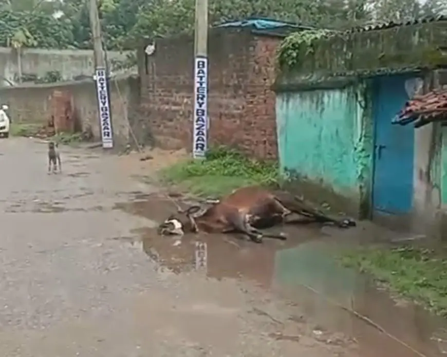 Kapali Shock: सड़क पर टूटकर गिरा जर्जर बिजली का तार! करंट की चपेट में आने से गायों की मौत, बाल-बाल बचे लोग, बिजली विभाग की लापरवाही पर फूटा गुस्सा