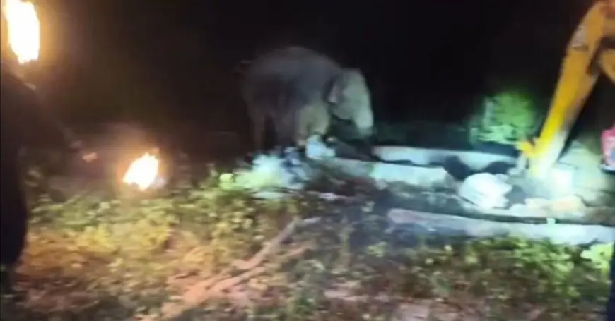 Hazaribagh Rescue: हजारीबाग में रात भर चला महाबचाव अभियान, हाथियों के झुंड के सामने पोकलेन से तोड़ा गया कुआं, कुएं में गिरा हाथी का बच्चा 7 घंटे बाद सुरक्षित निकाला गया ।