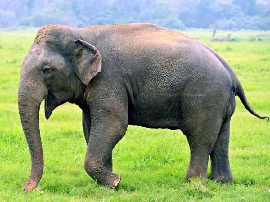 Chakulia Attack : चाकुलिया में हाथी का तांडव! खेत में घुसकर धान को रौंदा, जंगल में शरण से पूरे गांव में दहशत