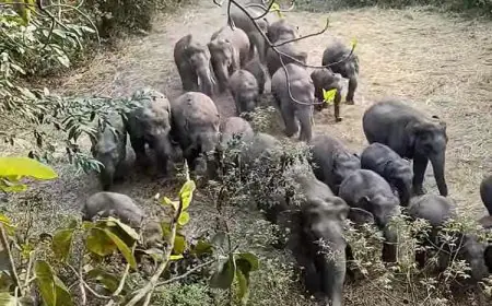 Chaibasa Elephant Attack: चाईबासा में 45 हाथियों के झुंड से दहशत, खेतों में फसल रौंदी, ग्रामीण रात भर जागकर कर रहे हैं सुरक्षा