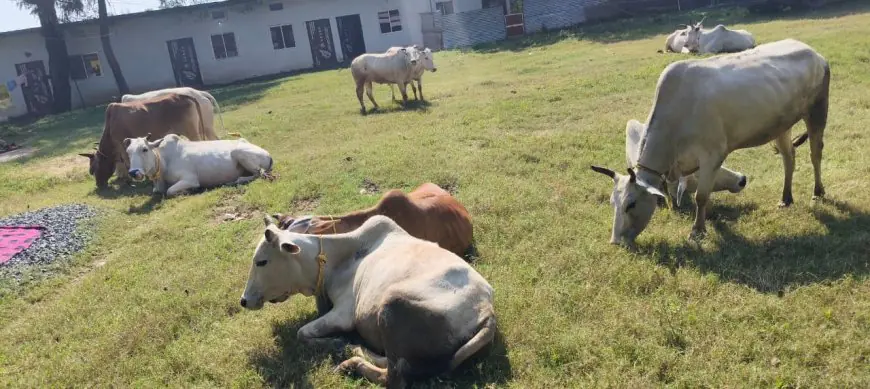 Chakradharpur Seize: चक्रधरपुर में 11 गोवंशीय पशुओं को तस्करी से बचाया, तस्करों के फरार होने पर भी एक का नाम सामने क्यों आया