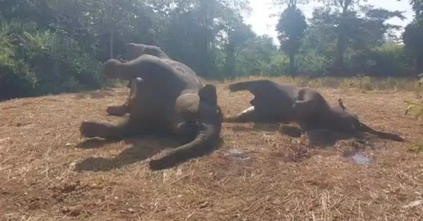 Jagannathpur Mystery: जगन्नाथपुर में दो मादा हाथियों की रहस्यमय मौत हुई, वन विभाग ने जांच में यह राज खोला