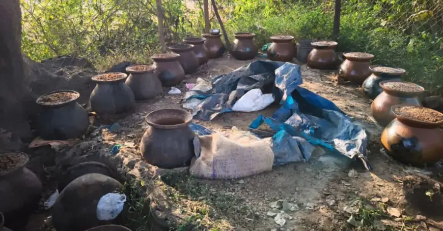 Hat Gamharia Raid: हाट गम्हरिया के जंगल में उत्पाद विभाग का बड़ा एक्शन, 1000 किलो जावा महुआ नष्ट, 3 लोगों पर FIR