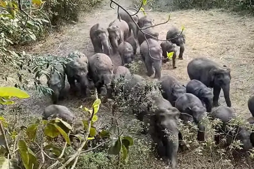 Chaibasa Elephant Attack: चाईबासा में 45 हाथियों के झुंड से दहशत, खेतों में फसल रौंदी, ग्रामीण रात भर जागकर कर रहे हैं सुरक्षा
