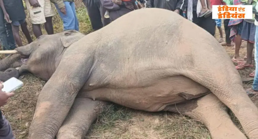 Saranda Elephant Death: सारंडा के सोसोपी में फिर एक हाथी की संदिग्ध मौत, क्या साजिश का शिकार हो रहे जंगल के गणेश? वन विभाग की निगरानी पर उठे सवाल
