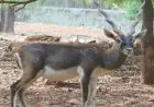 Jamshedpur Zoo: छह दिन में 10 काले हिरणों की रहस्यमय मौत, फैला घातक संक्रमण