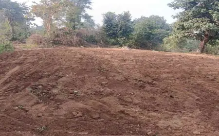 Palamu Action: 5 एकड़ में अवैध अफीम की खेती नष्ट, पुलिस और वन विभाग ने चलाया बड़ा अभियान