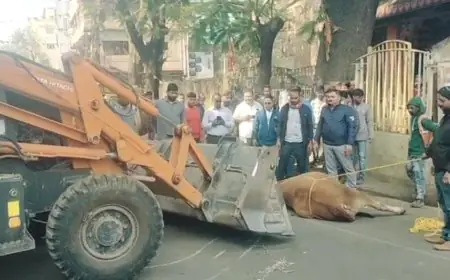 Jamshedpur Drive: सड़कों पर घुसकर गायों को पकड़ा, शहर के 5 मुख्य मार्गों पर अचानक कार्रवाई