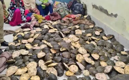 Sahibganj Strike: हजारों कछुए बरामद, ट्रेन के भीतर 22 बैगों में छिपा था खौफनाक राज, साहिबगंज में बड़ी कार्रवाई